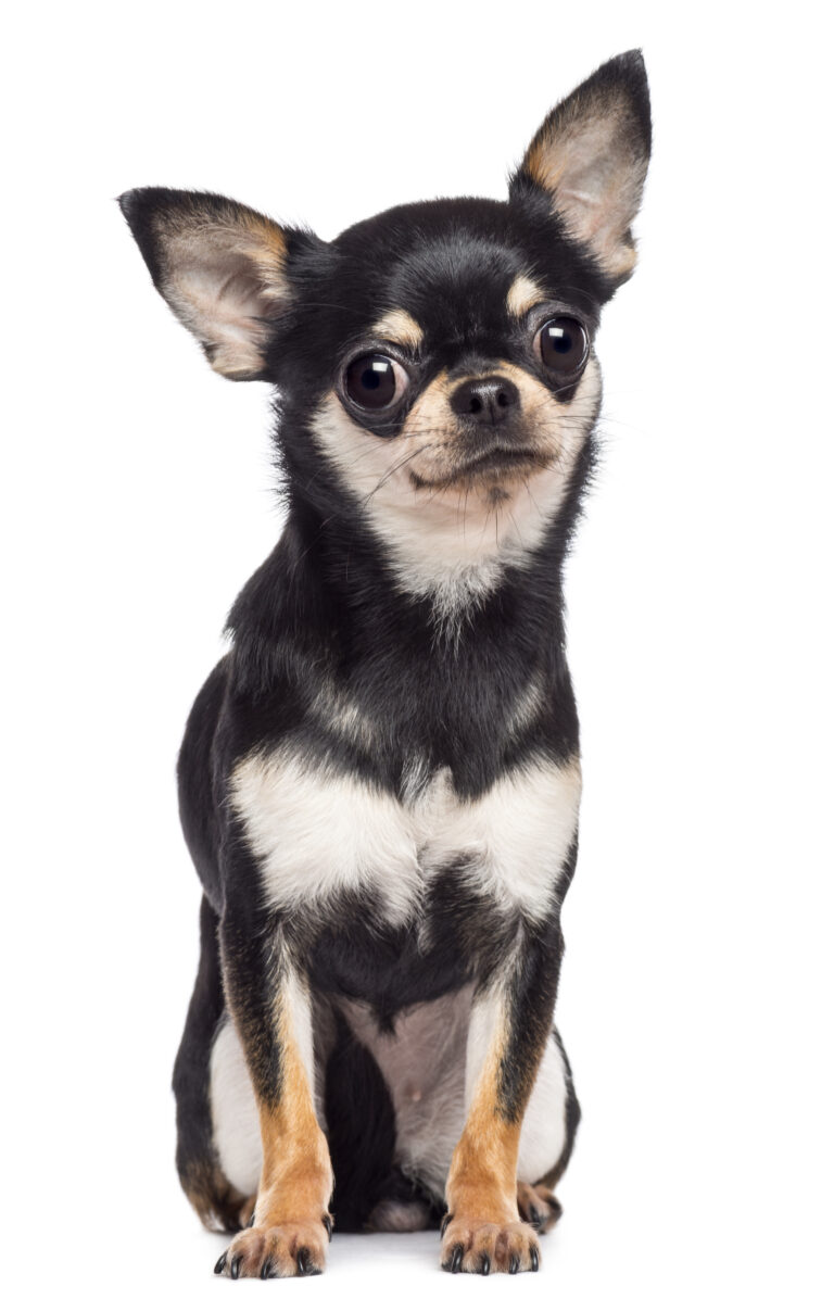 Dog Training for Small Dogs