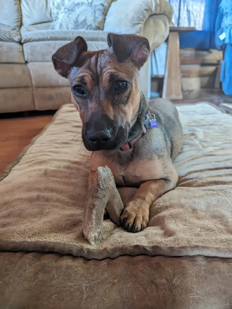 Cute dog chewing on a bone in living room.