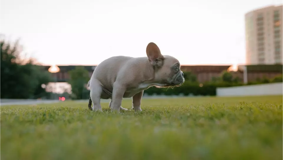 French Bulldog puppy standing on grassy field getting ready to poop.