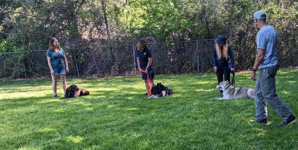 People training dogs in a park.