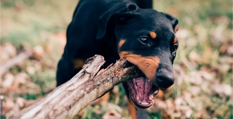 Puppy chewing on a large stick outdoors.