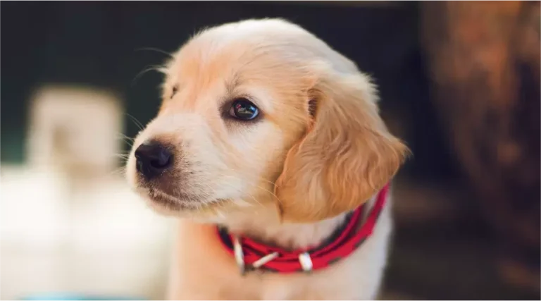 Golden retriever puppy wearing a red collar.