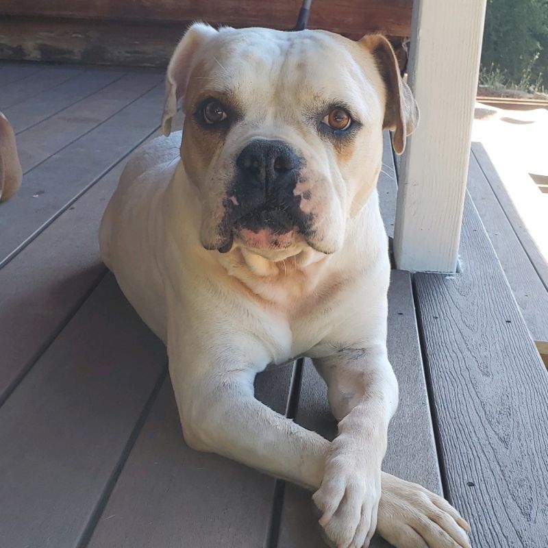 Bulldog lying on porch, looking towards the camera.