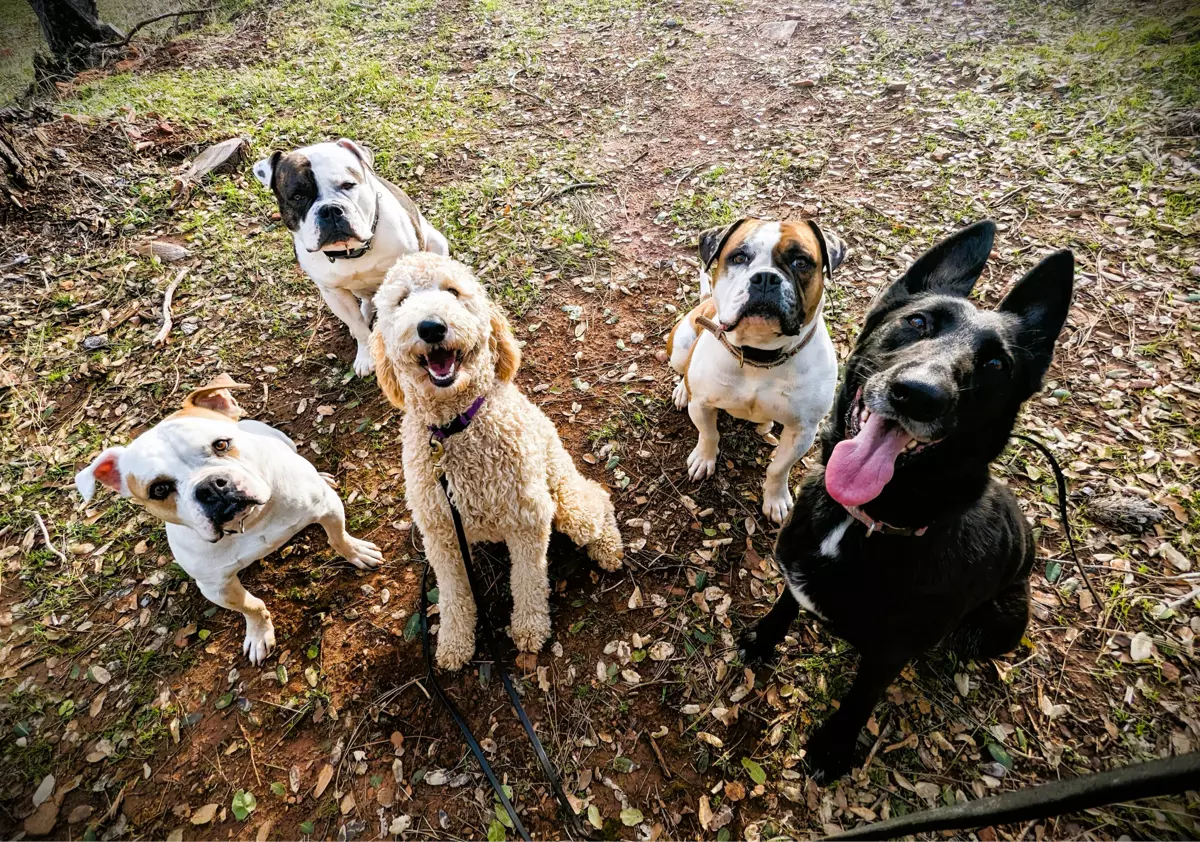 Group of dogs outdoors, sitting and looking up.