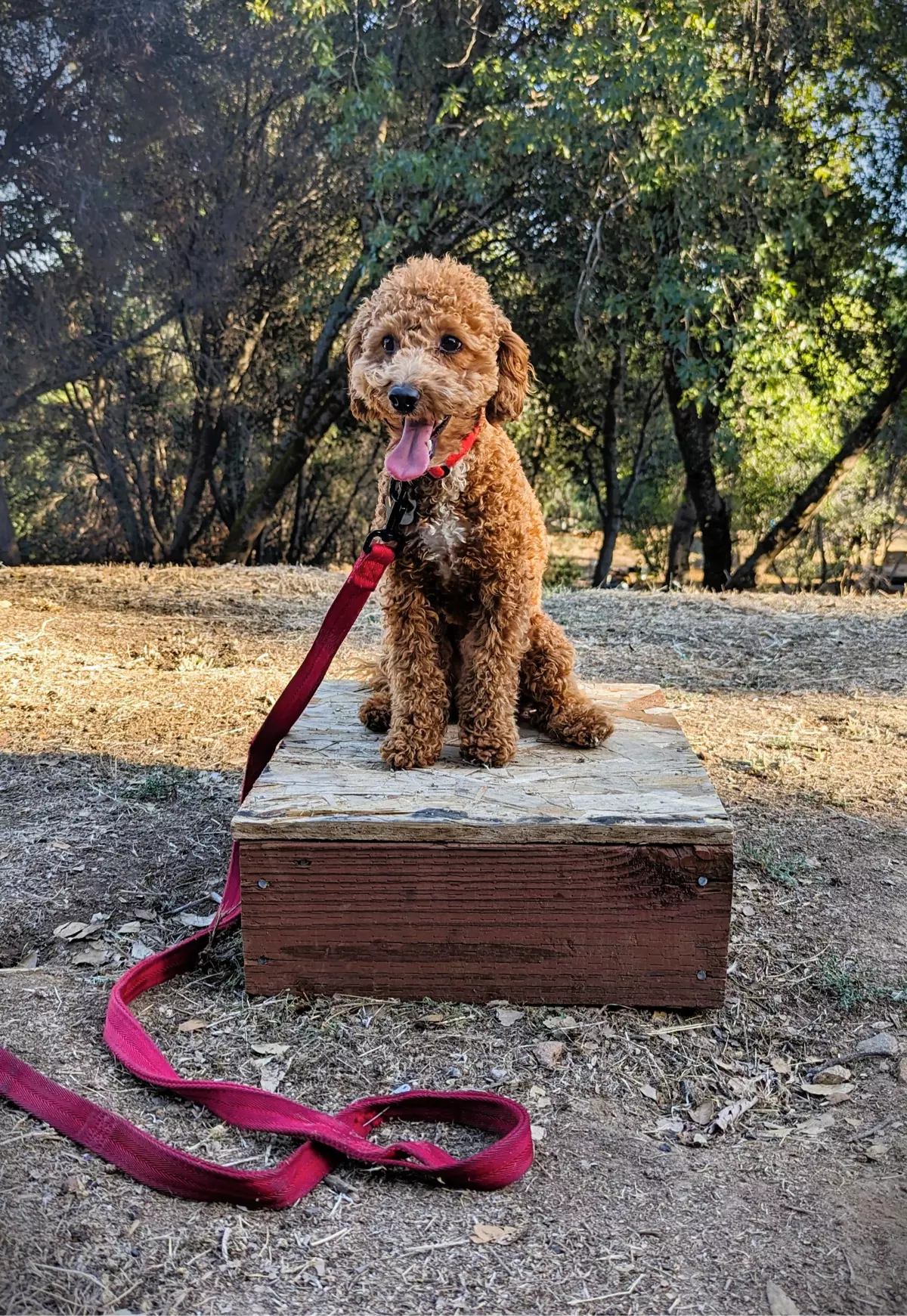Happy poodle sitting on wooden block outdoors.