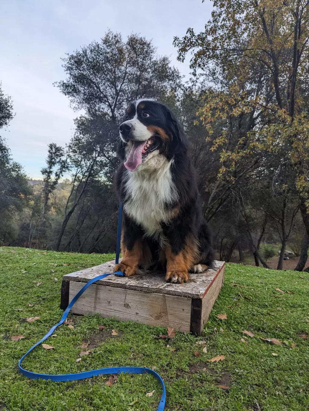 Bernese Mountain Dog sitting on wooden box outdoors.