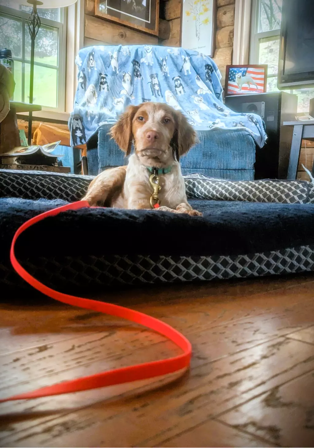 Puppy laying on bed with red leash inside cozy home.