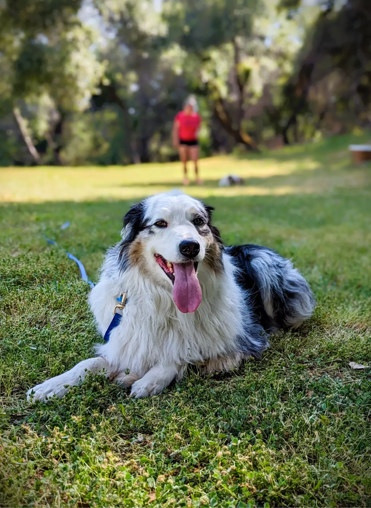 Happy dog lying in park on a leash