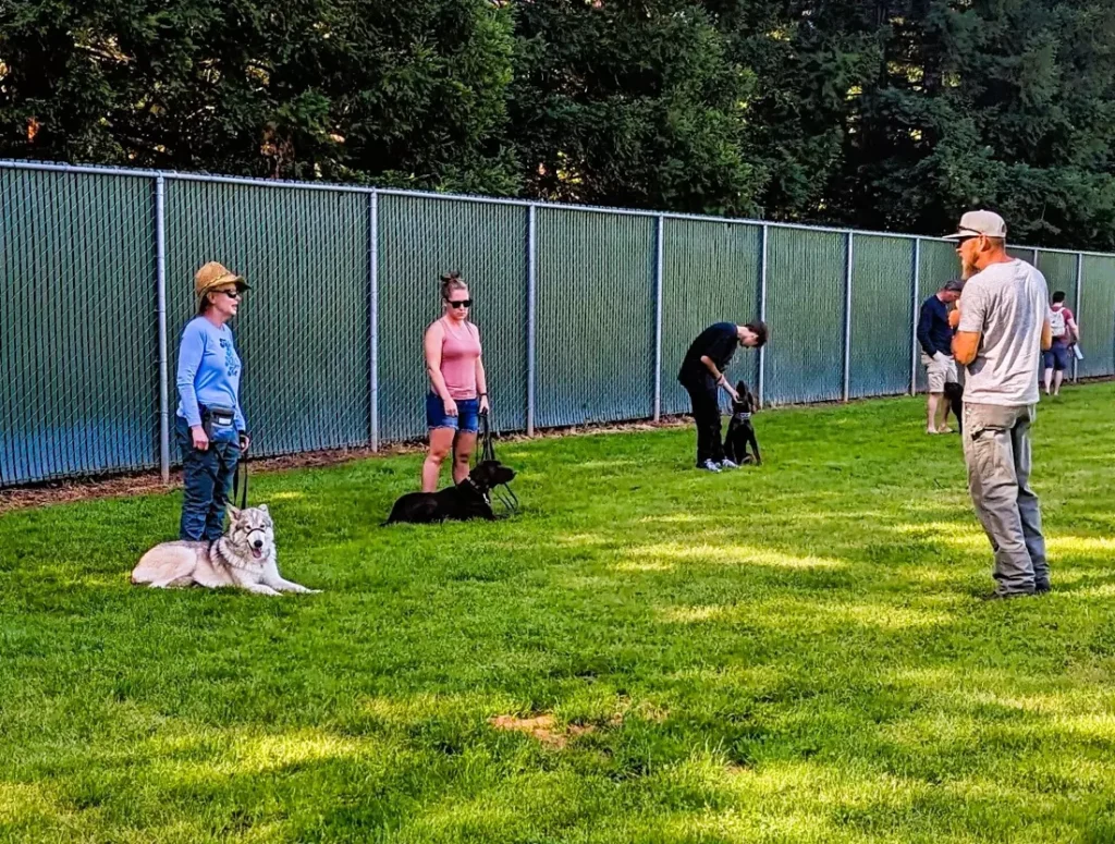 Dog training session in fenced grassy field.