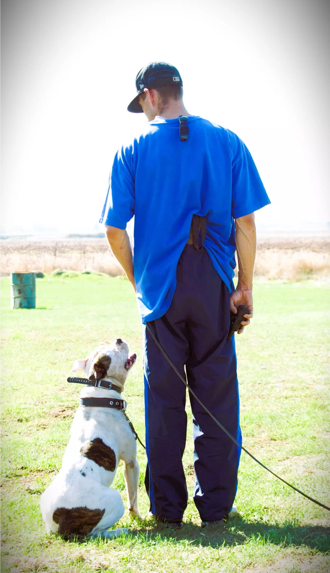 Man training dog in outdoor field.