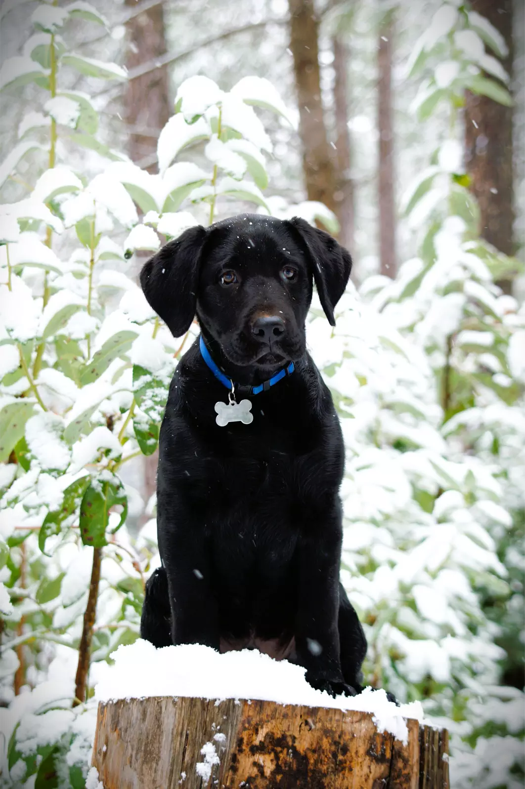 Black dog in snowy forest sitting on tree stump.