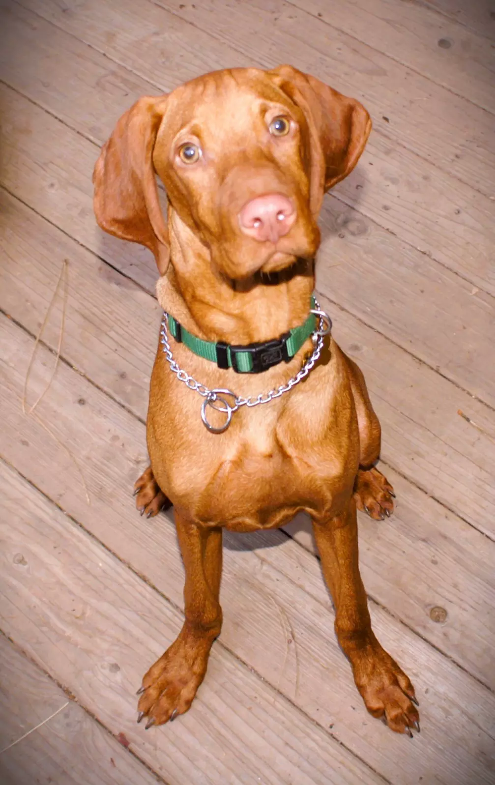 Brown dog with green collar on wooden floor.