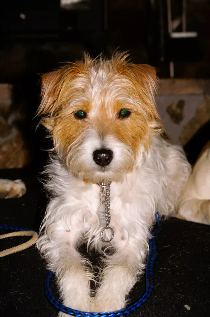 Cute small dog with a leash indoors.