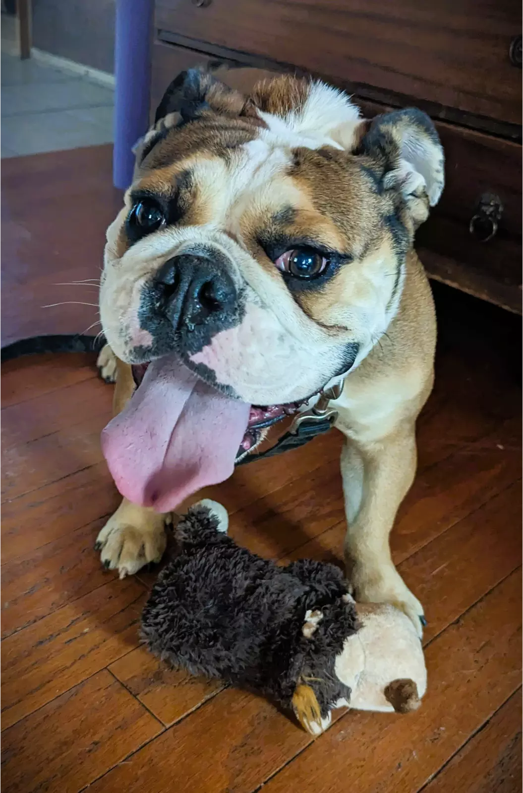Happy bulldog with plush toy on wooden floor.