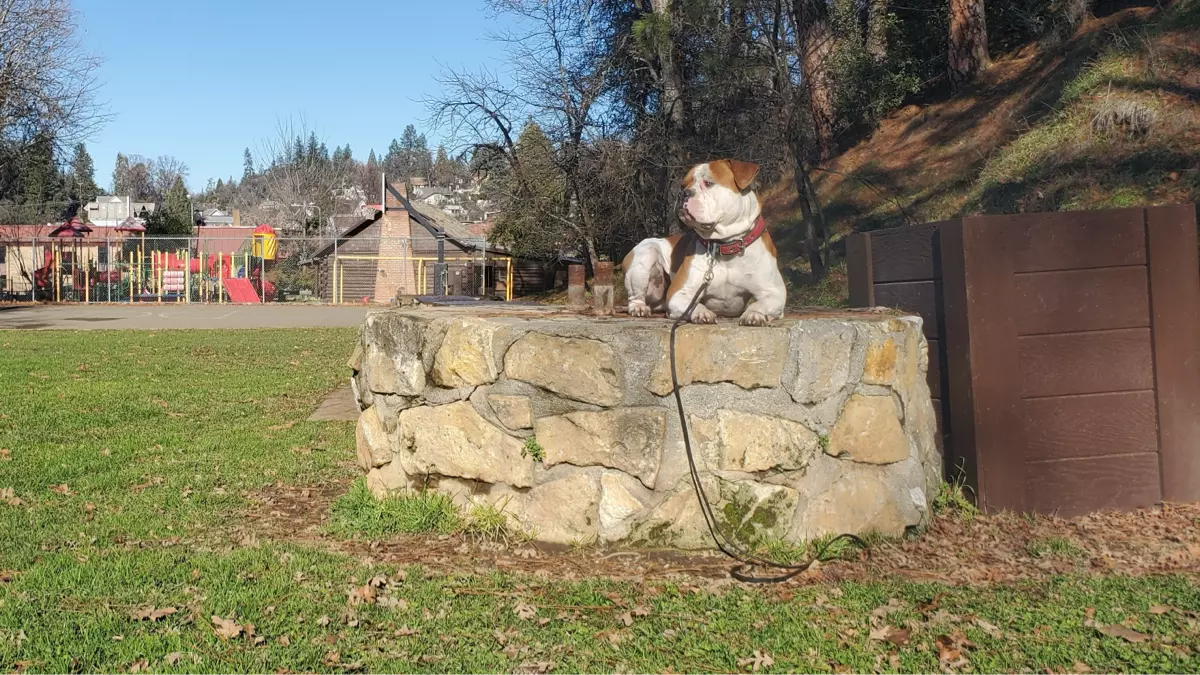 Dog sitting on stone platform in park.