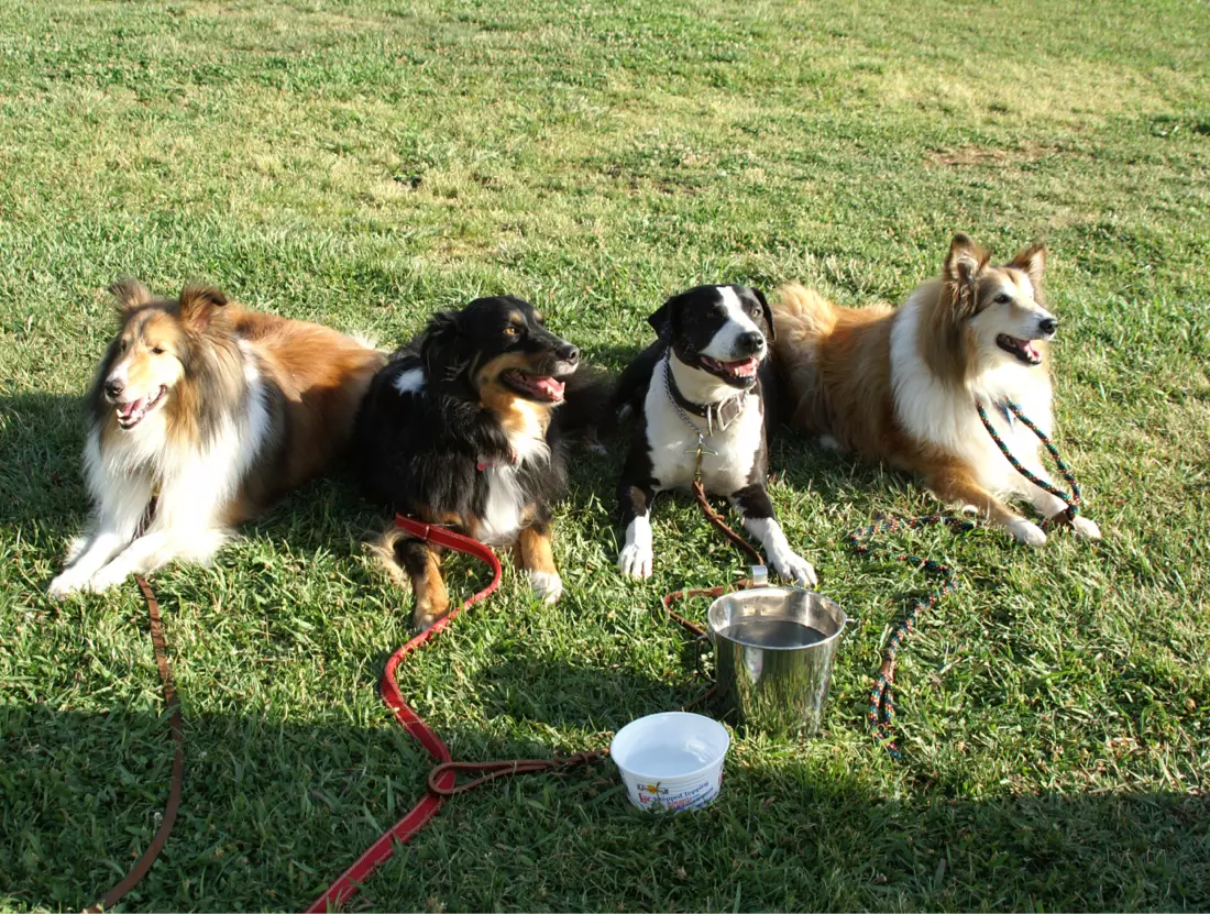 Four dogs resting on grass with water bowls.