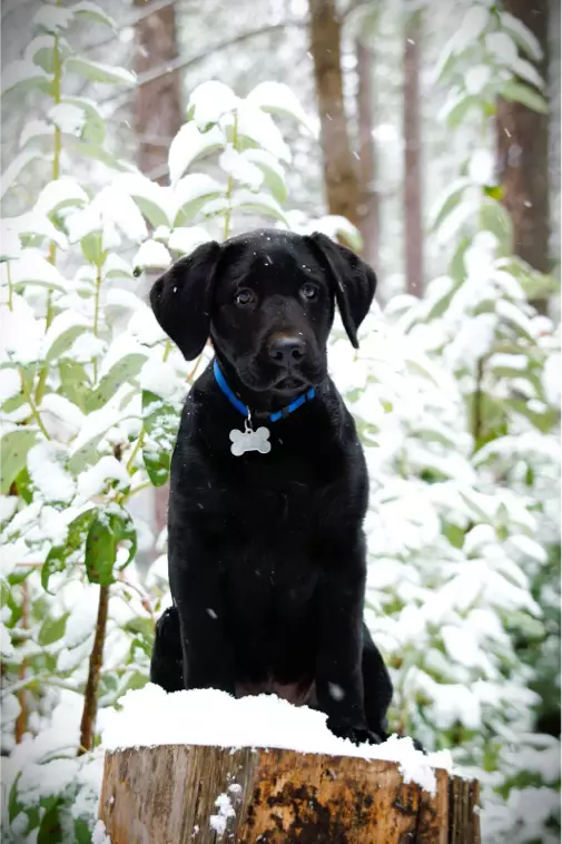 Black puppy sitting on snowy tree stump.