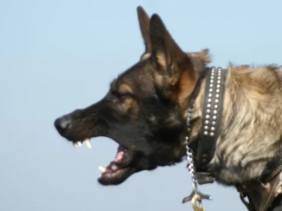 German Shepherd barking with studded collar.