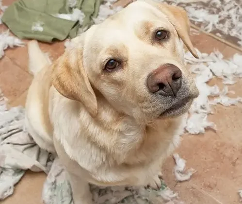 Guilty Labrador surrounded by shredded fabric.