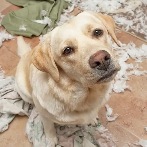 Guilty Labrador surrounded by shredded fabric.