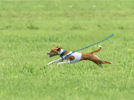 Dog running on grass with a leash.