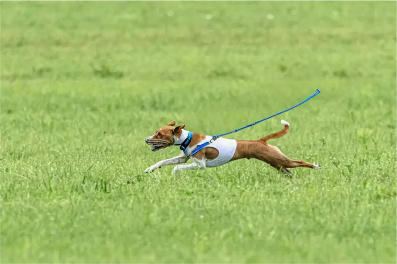 Dog running on grass with a leash.