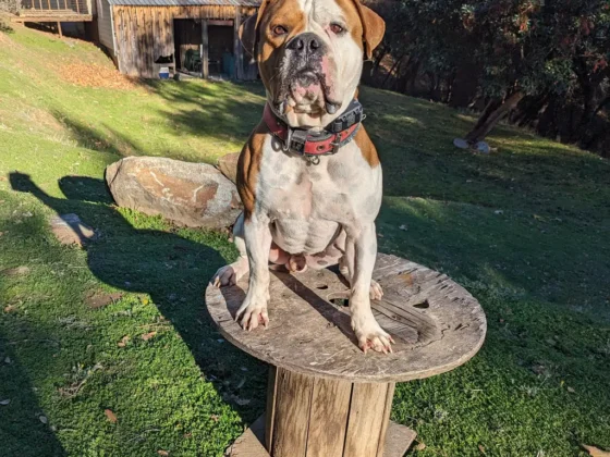 Dog sitting on wooden spool in sunny backyard.