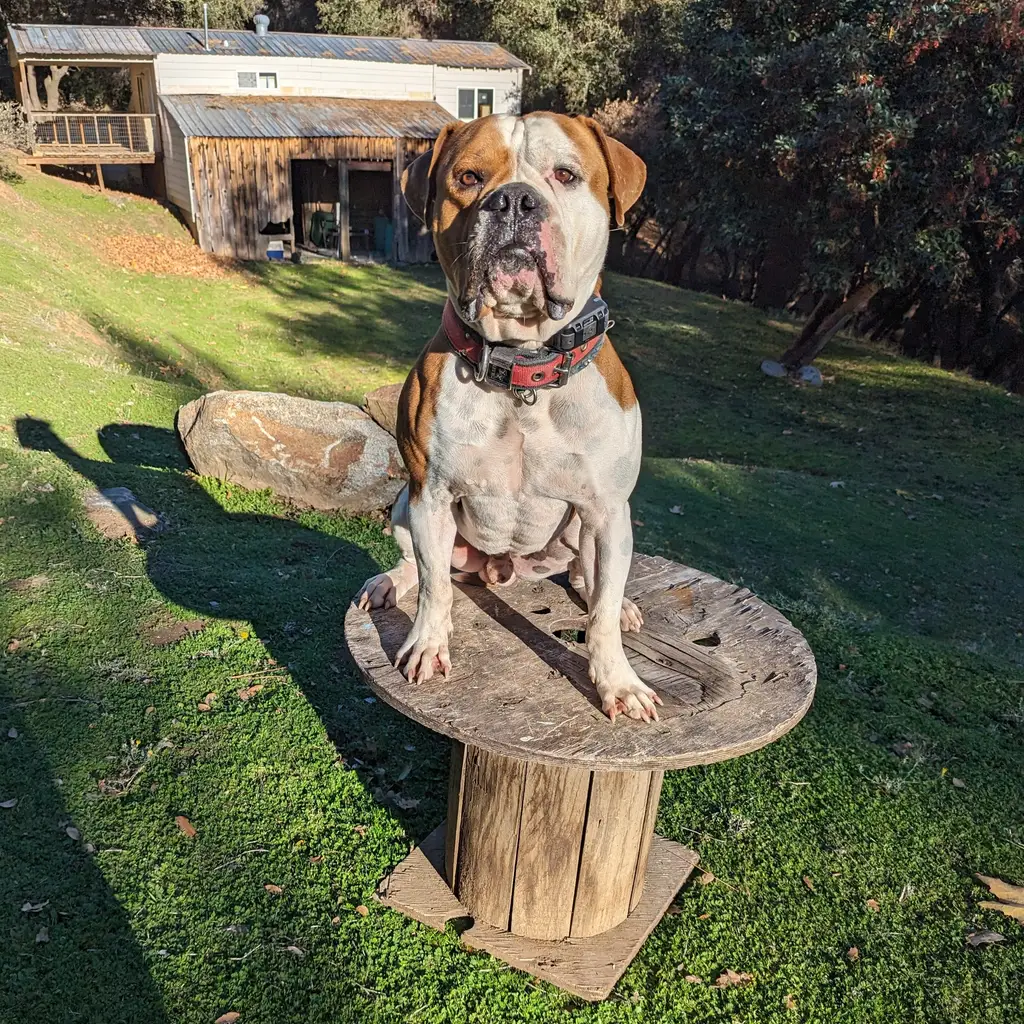 Dog sitting on wooden spool in sunny backyard.