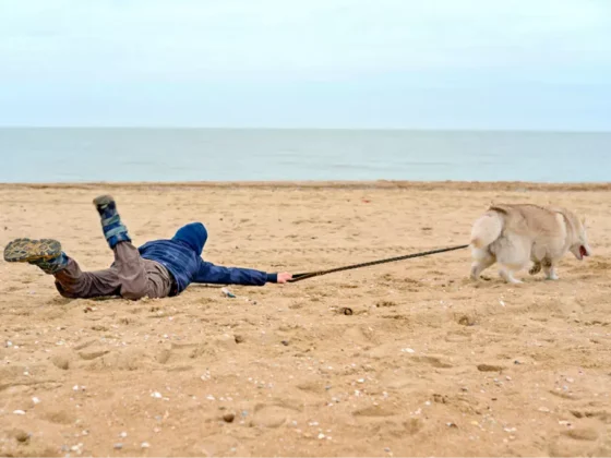 Dog pulling person on sandy beach.