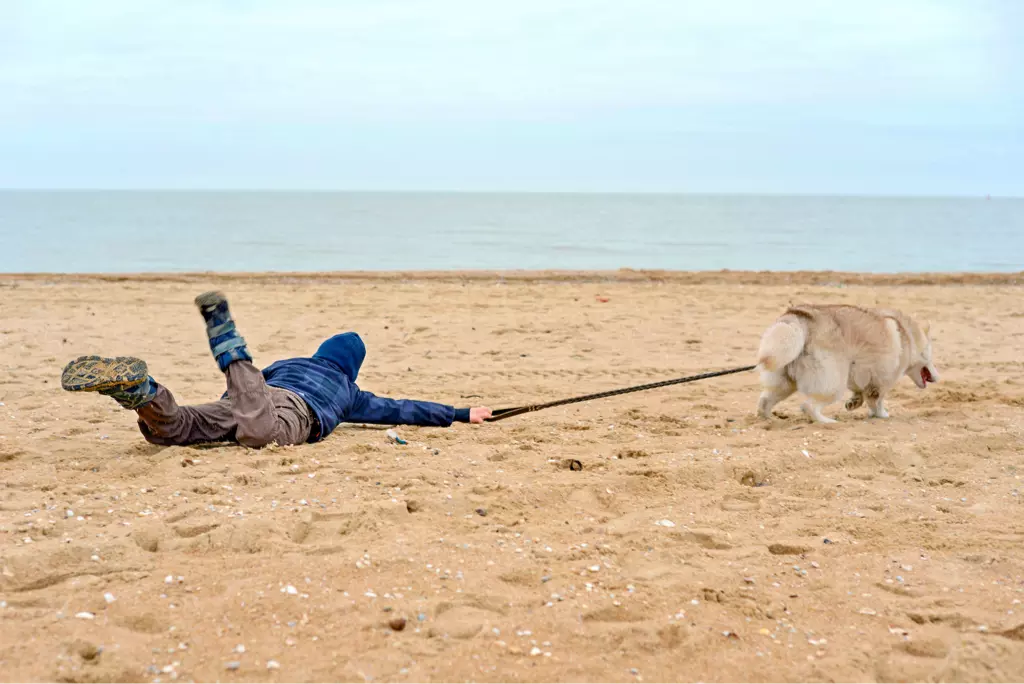 Dog pulling person on sandy beach.