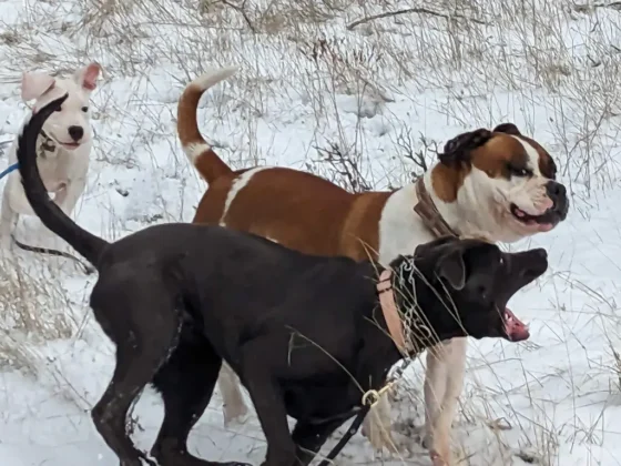 Three dogs playing in the snow-covered field.