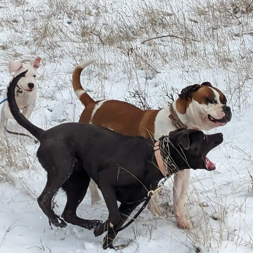 Three dogs playing in the snow-covered field.