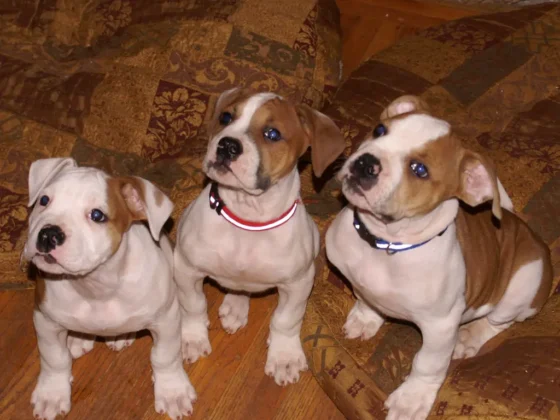 Three adorable puppies sitting on patterned blankets.