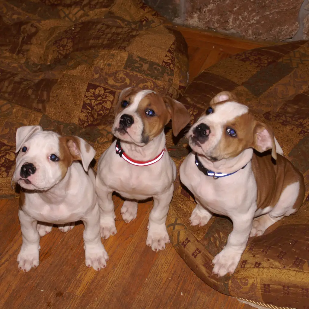 Three adorable puppies sitting on patterned blankets.