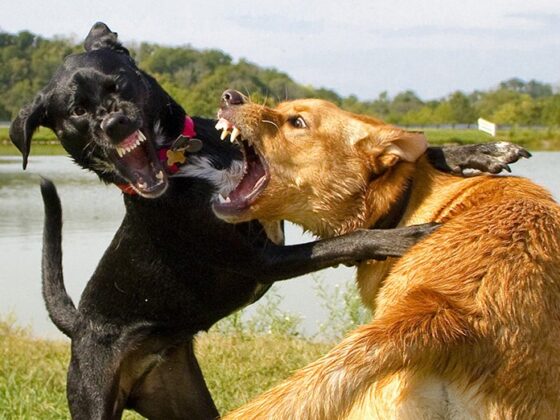 Two dogs playing and biting near a pond.