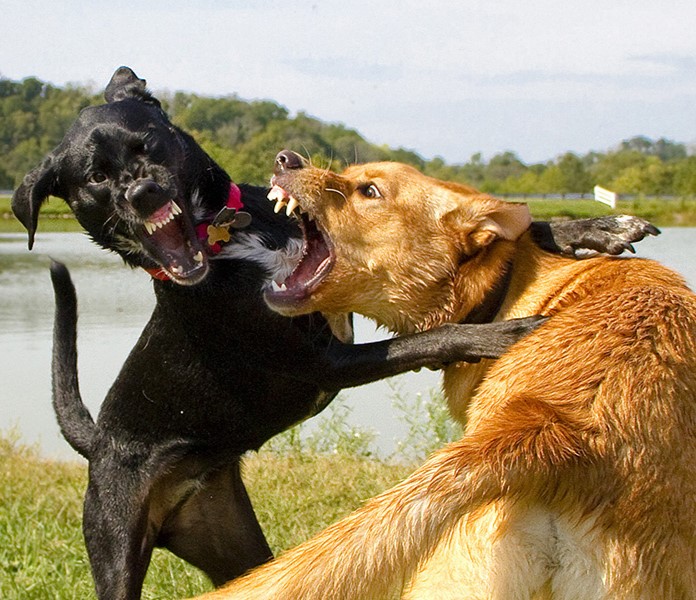 Two dogs playing and biting near a pond.