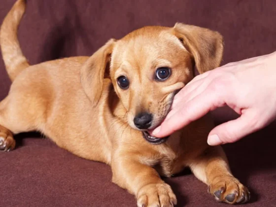 Puppy playfully biting a person's finger.