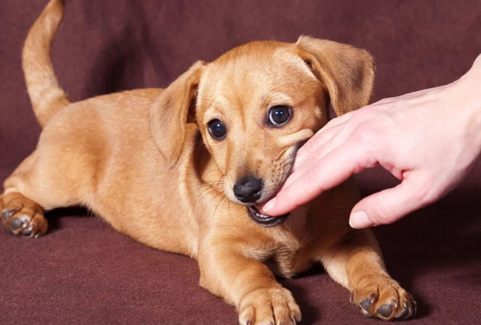 Puppy playfully biting a person's finger.