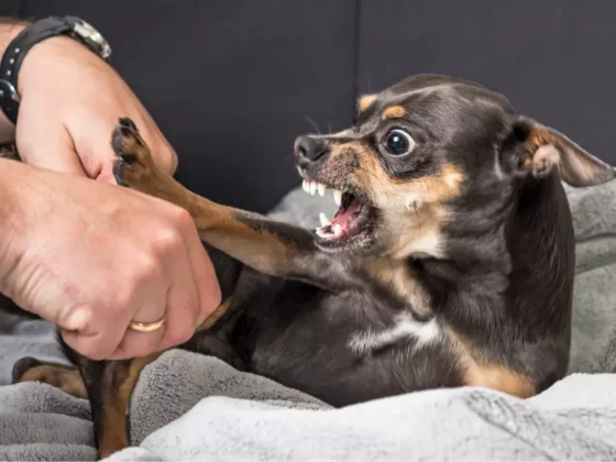 Small dog showing aggression while being handled.