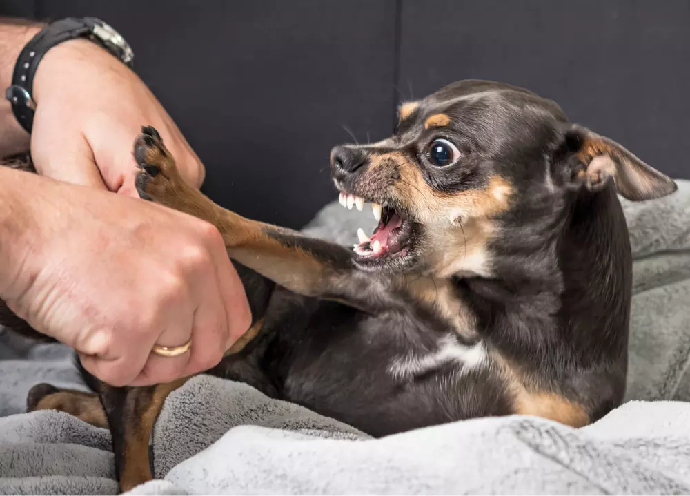 Small dog showing aggression while being handled.