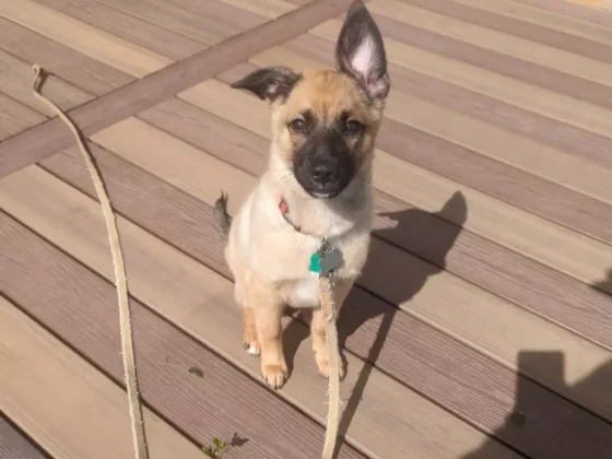 Cute puppy with leash sitting on wooden deck.