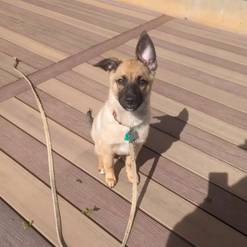 Cute puppy with leash sitting on wooden deck.