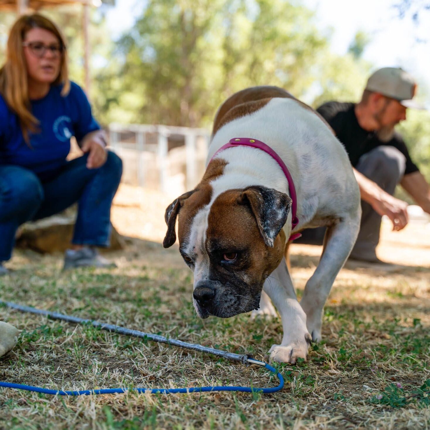 Dog training session with professional trainer in El Dorado Hills