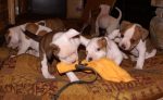 Imprinting on a toy with 5 week old Ridley American Bulldog puppies.